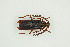  ( - BC-TB9981)  @11 [ ] Copyright (2012) Thierry Bouyer Research Collection of Thierry Bouyer