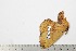  (Murphyana - BC-TB2017)  @13 [ ] Copyright (2010) Unspecified Research Collection of Thierry Bouyer