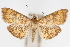  ( - CNCLEP00075192)  @14 [ ] CreativeCommons - Attribution Non-Commercial Share-Alike (2010) Jean-Francois Landry, CNC and Zhaofu Yang, BIO Canadian National Collections
