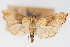  (Agrotera sp. 10ZY - CNCLEP00075417)  @11 [ ] CreativeCommons - Attribution Non-Commercial Share-Alike (2010) Jean-Francois Landry, CNC and Zhaofu Yang, BIO Canadian National Collections