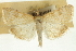  ( - CNCLEP00089038)  @11 [ ] CreativeCommons - Attribution Non-Commercial Share-Alike (2011) Jean-Francois Landry, CNC and Zhaofu Yang, BIO Canadian National Collections