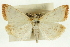  (Udea institalis - CNCLEP00089048)  @14 [ ] CreativeCommons - Attribution Non-Commercial Share-Alike (2011) Jean-Francois Landry, CNC and Zhaofu Yang, BIO Canadian National Collections