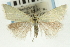  ( - CNCLEP00089050)  @11 [ ] CreativeCommons - Attribution Non-Commercial Share-Alike (2011) Jean-Francois Landry, CNC and Zhaofu Yang, BIO Canadian National Collections