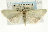  ( - CNCLEP00089052)  @11 [ ] CreativeCommons - Attribution Non-Commercial Share-Alike (2011) Jean-Francois Landry, CNC and Zhaofu Yang, BIO Canadian National Collections