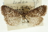  (Udea sp. 2EUPYR - CNCLEP00089058)  @11 [ ] CreativeCommons - Attribution Non-Commercial Share-Alike (2011) Jean-Francois Landry, CNC and Zhaofu Yang, BIO Canadian National Collections