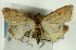  ( - CNCLEP00089222)  @13 [ ] CreativeCommons - Attribution Non-Commercial Share-Alike (2011) Jean-Francois Landry, CNC and Zhaofu Yang, BIO Canadian National Collections