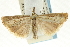  ( - CNCLEP00089813)  @14 [ ] CreativeCommons - Attribution Non-Commercial Share-Alike (2011) Jean-Francois Landry, CNC and Zhaofu Yang, BIO Canadian National Collections
