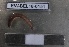  ( - EW-BEL18-0151)  @11 [ ] CreativeCommons - Attribution Non-Commercial Share-Alike (2019) Quentin Gabriac Universite Montpellier, CEFE Lab