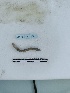  ( - DFM-1043)  @11 [ ] by-nc-sa (2022) Thibaud Decaëns Universite Montpellier, CEFE Lab