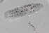  ( - EW-GAB.LBV-0010)  @12 [ ] Copyright (2012) Thibaud Decaens Laboratoire ECODIV, Univ Rouen