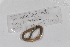  (Dichogaster ehrhardti - EW-GAB.LBV-0183)  @12 [ ] Copyright (2012) Thibaud Decaens Laboratoire ECODIV, Univ Rouen