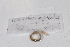  ( - EW-GAB.LBV-0213)  @12 [ ] Copyright (2012) Thibaud Decaens Laboratoire ECODIV, Univ Rouen
