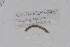  ( - EW-GAB.LBV-0251)  @12 [ ] Copyright (2012) Thibaud Decaens Laboratoire ECODIV, Univ Rouen