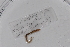  ( - EW-GAB.LBV-0252)  @12 [ ] Copyright (2012) Thibaud Decaens Laboratoire ECODIV, Univ Rouen