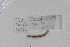 ( - EW-GAB.LBV-0253)  @12 [ ] Copyright (2012) Thibaud Decaens Laboratoire ECODIV, Univ Rouen