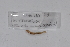  ( - EW-GAB.LBV-0280)  @12 [ ] Copyright (2012) Thibaud Decaens Laboratoire ECODIV, Univ Rouen