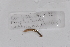  ( - EW-GAB.LBV-0281)  @12 [ ] Copyright (2012) Thibaud Decaens Laboratoire ECODIV, Univ Rouen