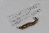  ( - EW-GAB.LBV-0282)  @12 [ ] Copyright (2012) Thibaud Decaens Laboratoire ECODIV, Univ Rouen