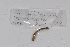  ( - EW-GAB.LBV-0284)  @12 [ ] Copyright (2012) Thibaud Decaens Laboratoire ECODIV, Univ Rouen