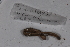  ( - EW-GAB.LBV-0338)  @12 [ ] Copyright (2012) Thibaud Decaens Laboratoire ECODIV, Univ Rouen