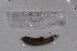  ( - EW-GAB.LBV-0343)  @12 [ ] Copyright (2012) Thibaud Decaens Laboratoire ECODIV, Univ Rouen