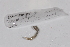  ( - EW-GAB.LBV-0035)  @12 [ ] Copyright (2012) Thibaud Decaens Laboratoire ECODIV, Univ Rouen