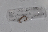  ( - EW-GAB.LBV-0352)  @12 [ ] Copyright (2012) Thibaud Decaens Laboratoire ECODIV, Univ Rouen