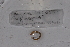  (Gordiodrilus OTU60 - EW-GAB.LBV-0355)  @12 [ ] Copyright (2012) Thibaud Decaens Laboratoire ECODIV, Univ Rouen