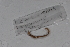  ( - EW-GAB.LBV-0361)  @12 [ ] Copyright (2012) Thibaud Decaens Laboratoire ECODIV, Univ Rouen