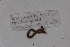  (Gordiodrilus OTU91 - EW-GAB.LBV-0372)  @12 [ ] Copyright (2012) Thibaud Decaens Laboratoire ECODIV, Univ Rouen