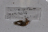  ( - EW-GAB.LBV-0375)  @12 [ ] Copyright (2012) Thibaud Decaens Laboratoire ECODIV, Univ Rouen