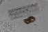  ( - EW-GAB.LBV-0378)  @12 [ ] Copyright (2012) Thibaud Decaens Laboratoire ECODIV, Univ Rouen