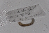  ( - EW-GAB.LBV-0399)  @12 [ ] Copyright (2012) Thibaud Decaens Laboratoire ECODIV, Univ Rouen
