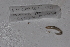  ( - EW-GAB.LBV-0429)  @12 [ ] Copyright (2012) Thibaud Decaens Laboratoire ECODIV, Univ Rouen