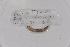  ( - EW-GAB.LBV-0006)  @12 [ ] Copyright (2012) Thibaud Decaens Laboratoire ECODIV, Univ Rouen