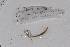  ( - EW-GAB.LBV-0009)  @12 [ ] Copyright (2012) Thibaud Decaens Laboratoire ECODIV, Univ Rouen