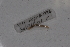  (Dichogaster gracilis - EW-Lope11-0014)  @13 [ ] Copyright (2012) Thibaud Decaens Laboratoire ECODIV, Univ Rouen