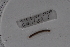  (Dichogaster moussavoui - EW-Lope11-0019)  @12 [ ] Copyright (2012) Thibaud Decaens Laboratoire ECODIV, Univ Rouen
