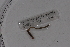  (Dichogaster OTU32 - EW-Lope11-0021)  @12 [ ] Copyright (2012) Thibaud Decaens Laboratoire ECODIV, Univ Rouen