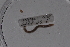  ( - EW-Lope11-0068)  @12 [ ] Copyright (2012) Thibaud Decaens Laboratoire ECODIV, Univ Rouen