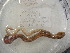  ( - EW-RCA12-0132)  @12 [ ] CreativeCommons - Attribution Non-Commercial Share-Alike (2013) ECODIV Univ Rouen
