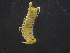  (Eupolybothrus nudicornis - 20799-H12)  @13 [ ] CreativeCommons - Attribution Non-Commercial (2013) D Porco University of Rouen