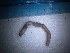  (Allolobophora nematogena - IT_MGP_Berici_121)  @12 [ ] CreativeCommons - Attribution Share-Alike (2014) Federico Gavinelli Maurizio G. Paoletti - Laboratory