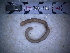  ( - IT_MGP_Berici_130)  @12 [ ] CreativeCommons - Attribution Share-Alike (2015) Federico Gavinelli Lab.Paoletti-UniPd