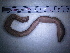  (Octodrilus istrianus - IT_MGP_Brioni_2)  @11 [ ] CreativeCommons - Attribution Share-Alike (2015) Federico Gavinelli Lab.Paoletti-UniPd