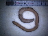  ( - IT_MGP_Engelberg_4)  @13 [ ] CreativeCommons - Attribution Share-Alike (2015) Federico Gavinelli Lab.Paoletti-UniPd
