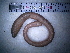  (Octodrilus mimus - IT_MGP_Romagno_1)  @13 [ ] CreativeCommons - Attribution Share-Alike (2015) Federico Gavinelli Lab.Paoletti-UniPd