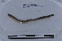  ( - EW-LT-0015)  @11 [ ] CreativeCommons - Attribution Non-Commercial Share-Alike (2018) Thibaud Decaëns Universite Montpellier, CEFE Lab