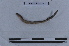 ( - EW-LT-0016)  @11 [ ] CreativeCommons - Attribution Non-Commercial Share-Alike (2018) Thibaud Decaëns Universite Montpellier, CEFE Lab