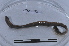  ( - EW-LT-0019)  @11 [ ] CreativeCommons - Attribution Non-Commercial Share-Alike (2018) Thibaud Decaëns Universite Montpellier, CEFE Lab